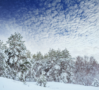 新的一年中冬季森林树。美丽的冬天景观与雪覆盖树木。树木覆盖着霜和雪。美丽的冬天景观。冰雪覆盖的树枝