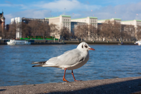 坐在泰晤士河畔大堤上的海鸥