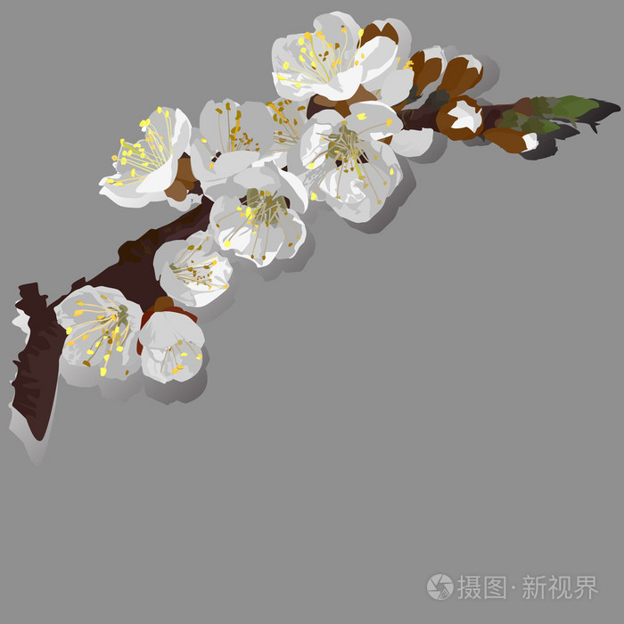 开花的杏树 矢量插画-正版商用图片1j12ah-摄图新视界