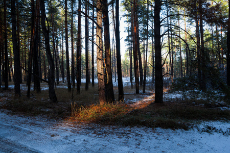 在冬季森林日落