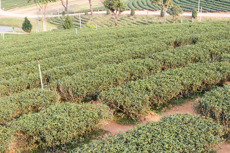 乌龙茶茶农场