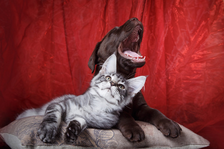 拉布拉多小狗和小猫品种缅因州图片
