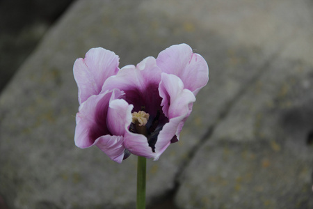 在灰色的背景上的淡紫色郁金香