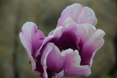 在灰色的背景上的淡紫色郁金香