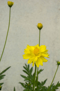 黄色花，绿色的叶子花