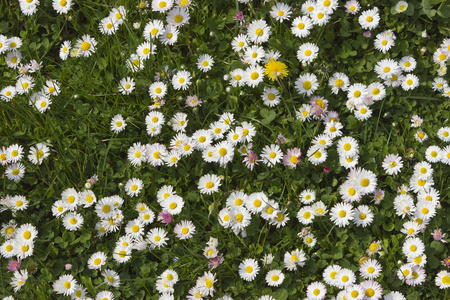 在 field.spring 花雏菊