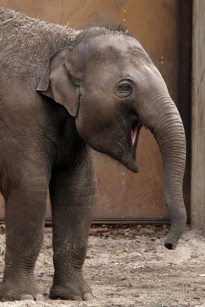 在动物园里的小象照片-正版商用图片1j1mux-摄图新视界