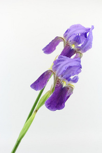 孤立在白色背景上的紫色鸢尾花