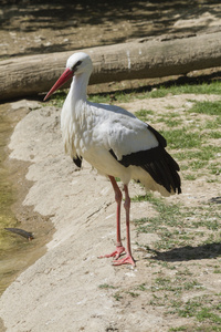 鹳巢里