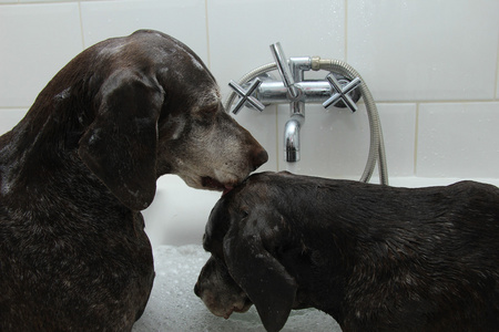 在浴缸里的狗