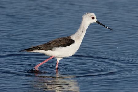 黑翅长脚，himantopus himantopus