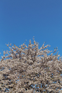 樱花樱花树上