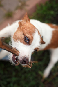 狗杰克罗素梗犬