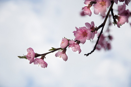 粉红色日本樱花开花