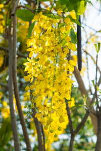 金色淋浴或卡西亚瘘管花在花园里