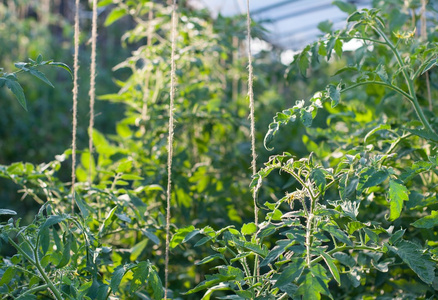 生长在温室内的番茄植物