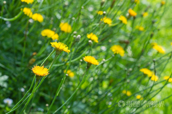 黄色的蒲公英花,在绿草夏天花园里