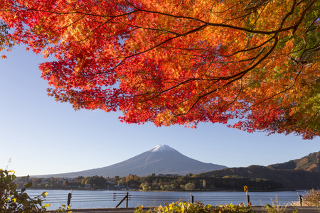 枫树叶改在富士山，日本的秋天色彩