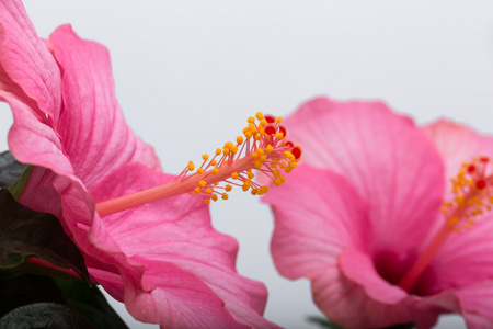 孤立在白色背景上的粉色芙蓉花