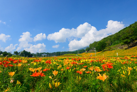 富士高原上的花