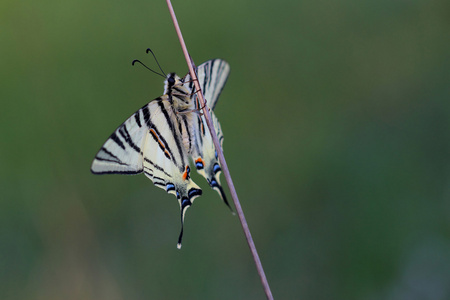 Scarse 燕尾 Iphiclides podalirius 坐在干草上