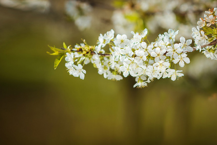 樱桃花