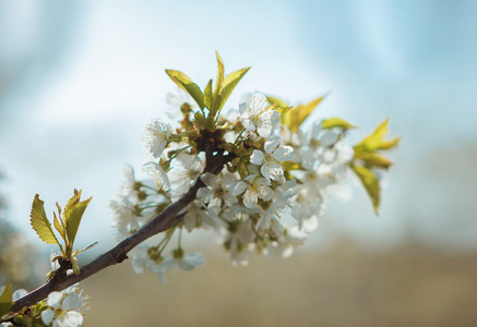 樱桃花