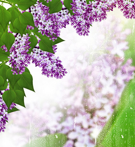 春天。淡紫色的分支