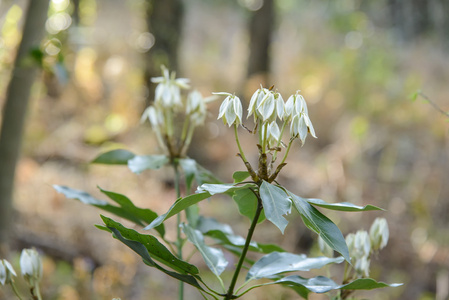 牛一蓓的新木姜 sericea