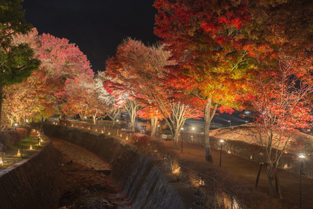 在 Nashigawa 河，日本枫树走廊