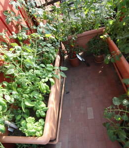 阳台上的城市蔬菜园图片