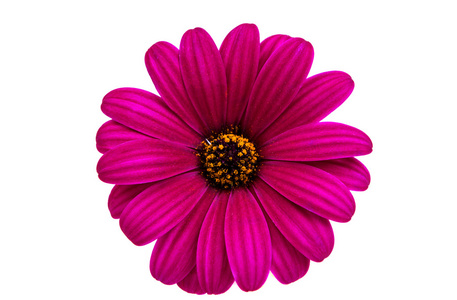 紫罗兰色的粉红色 Osteosperumum 花雏菊