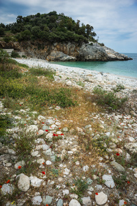 海景观与花