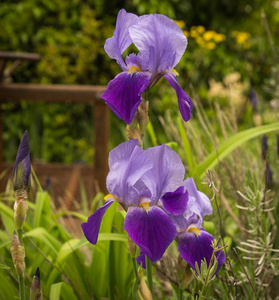 美丽的紫色鸢尾花