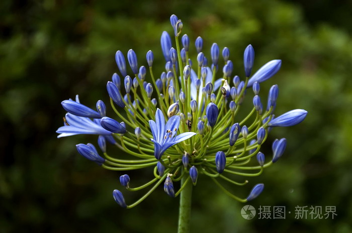 非洲蓝色百合在初花大教堂高峰地区