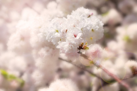 抽象的软和模糊春天白色樱花