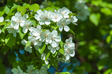 苹果花