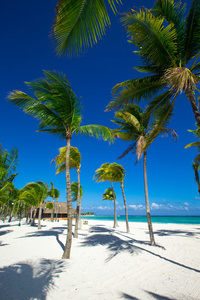 棕榈树和热带海滩