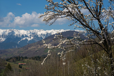 花树山