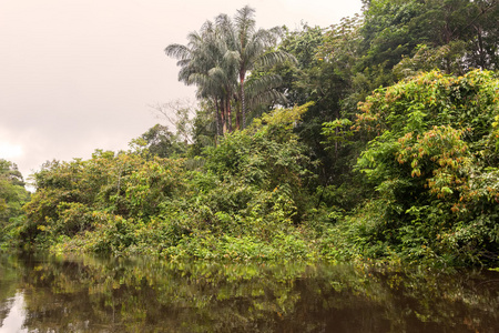 Cuyabeno Cuyabeno 河储备，厄瓜多尔南美洲
