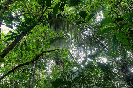 热带雨林, cuyabeno 保护区, 南美洲, 厄瓜多尔