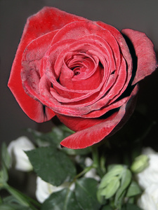 红玫瑰和黑色和白色背景下的绿色茎