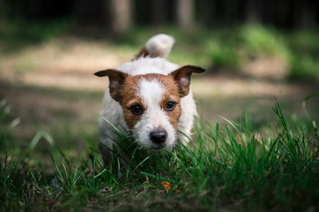 狗杰克罗素梗犬走上性质