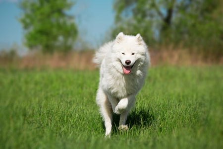 萨摩耶德犬在绿色背景上运行