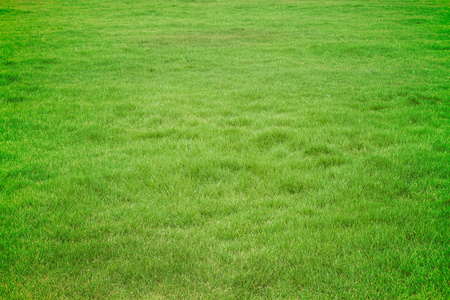 綠草地