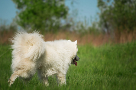 萨摩耶德犬在绿色背景上运行