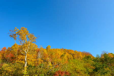 八岛台山红叶