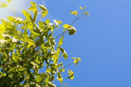 蓝蓝的天空背景上的绿色的树叶图片