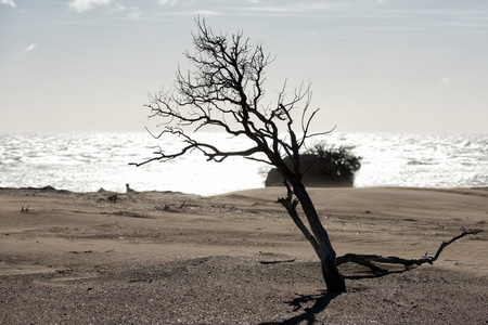 沙漠的海滩沙丘在刮风的日子
