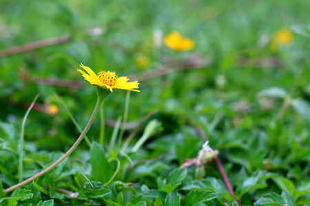 在绿色的草原上生长的野雏菊花